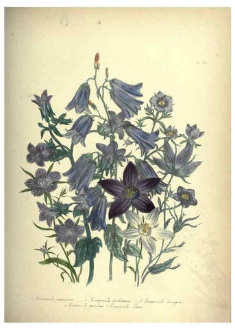 Reproducción/Reproduction 46193234084: The ladies' flower-garden of ornamental annuals.. London,W. S. Orr & co.[1849]. 