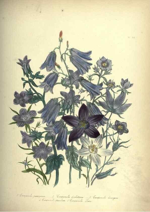 Reproducción/Reproduction 46193234084: The ladies' flower-garden of ornamental annuals.. London,W. S. Orr & co.[1849]. 