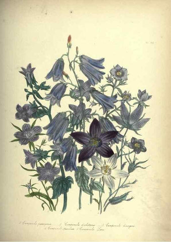 Reproducción/Reproduction 46193234084: The ladies' flower-garden of ornamental annuals.. London,W. S. Orr & co.[1849]. 