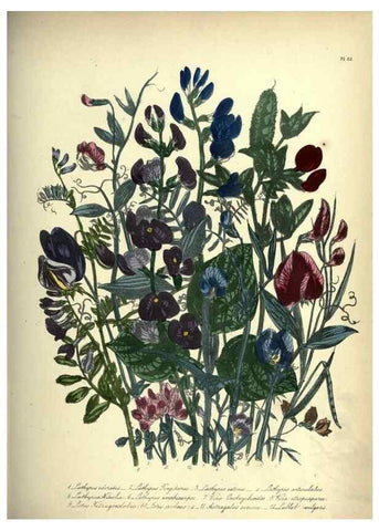 Reproducción/Reproduction 46917944931: The ladies' flower-garden of ornamental annuals.. London,W. S. Orr & co.[1849]. 