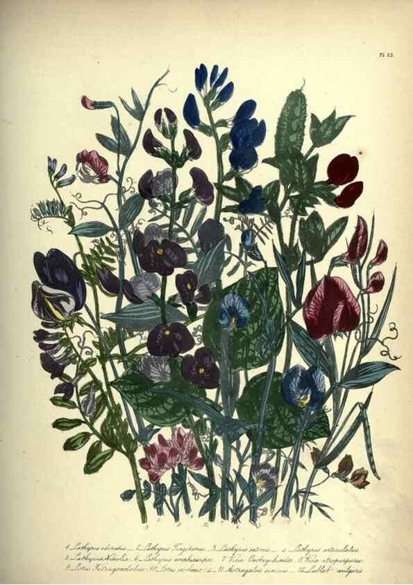 Reproducción/Reproduction 46917944931: The ladies' flower-garden of ornamental annuals.. London,W. S. Orr & co.[1849]. 