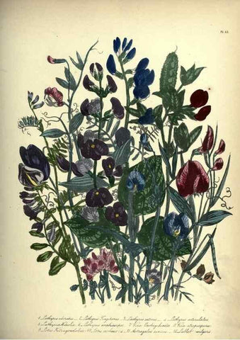 Reproducción/Reproduction 46917944931: The ladies' flower-garden of ornamental annuals.. London,W. S. Orr & co.[1849]. 