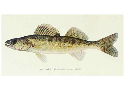 Reproducción/Reproduction 46193508674: The fishes of Illinois,. [Danville, Ill.] :Pub. by authority of the state Legislature,[1908]. 