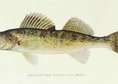 Reproducción/Reproduction 46193508674: The fishes of Illinois,. [Danville, Ill.] :Pub. by authority of the state Legislature,[1908]. 