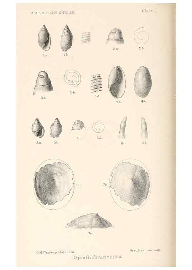 Reproducción/Reproduction 39953661433: Catalogue of Tertiary Mollusca in the Department of Geology, British Museum (Natural History). Part 1. The Australasian Tertiary Mollusca.. London:British Museum,1897.. 