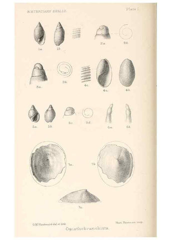 Reproducción/Reproduction 39953661433: Catalogue of Tertiary Mollusca in the Department of Geology, British Museum (Natural History). Part 1. The Australasian Tertiary Mollusca.. London:British Museum,1897.. 