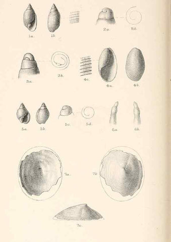 Reproducción/Reproduction 39953661433: Catalogue of Tertiary Mollusca in the Department of Geology, British Museum (Natural History). Part 1. The Australasian Tertiary Mollusca.. London:British Museum,1897.. 