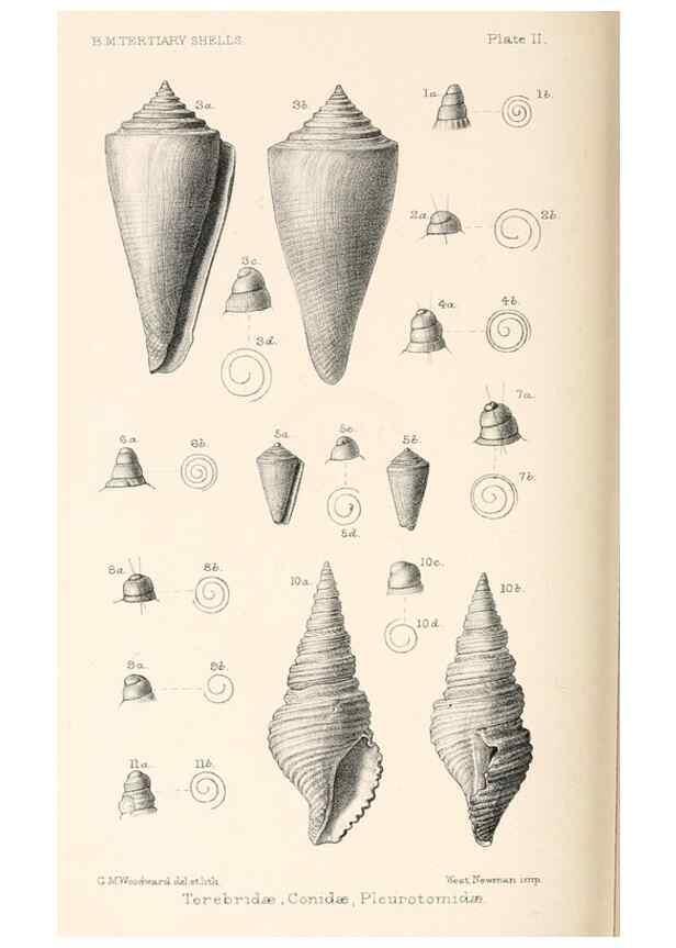 Reproducción/Reproduction 46866314762: Catalogue of Tertiary Mollusca in the Department of Geology, British Museum (Natural History). Part 1. The Australasian Tertiary Mollusca.. London:British Museum,1897.. 