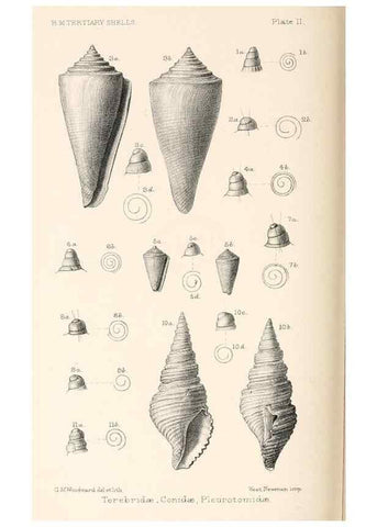 Reproducción/Reproduction 46866314762: Catalogue of Tertiary Mollusca in the Department of Geology, British Museum (Natural History). Part 1. The Australasian Tertiary Mollusca.. London:British Museum,1897.. 