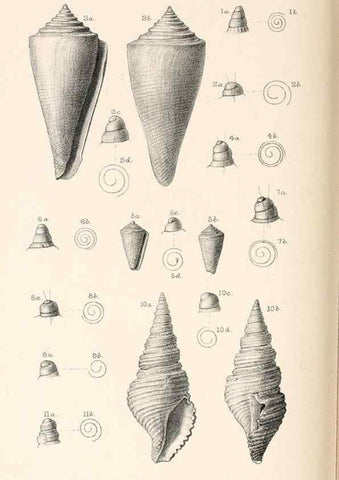 Reproducción/Reproduction 46866314762: Catalogue of Tertiary Mollusca in the Department of Geology, British Museum (Natural History). Part 1. The Australasian Tertiary Mollusca.. London:British Museum,1897.. 