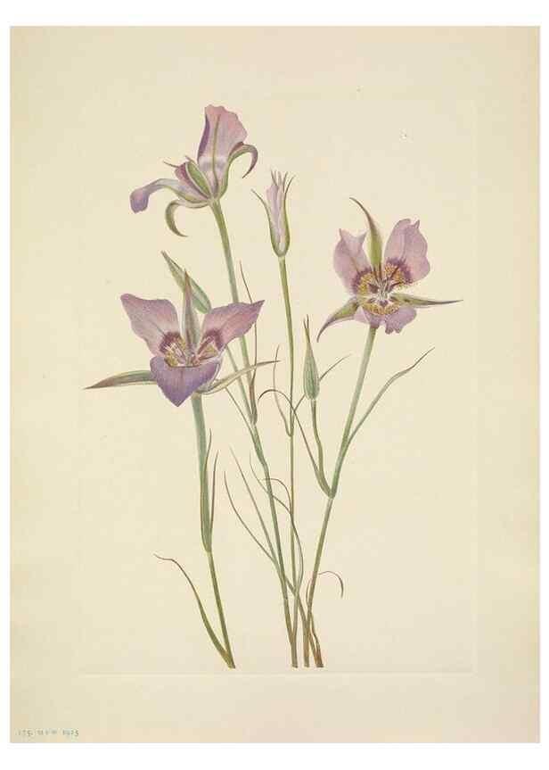 Reproducción/Reproduction 46004468065: North American wild flowers. Washington, D.C. :Smithsonian Institution,1925.. 