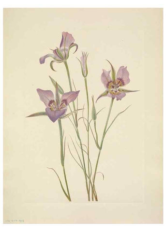 Reproducción/Reproduction 46004468065: North American wild flowers. Washington, D.C. :Smithsonian Institution,1925.. 