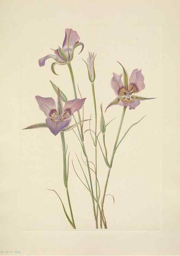 Reproducción/Reproduction 46004468065: North American wild flowers. Washington, D.C. :Smithsonian Institution,1925.. 