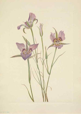 Reproducción/Reproduction 46004468065: North American wild flowers. Washington, D.C. :Smithsonian Institution,1925.. 