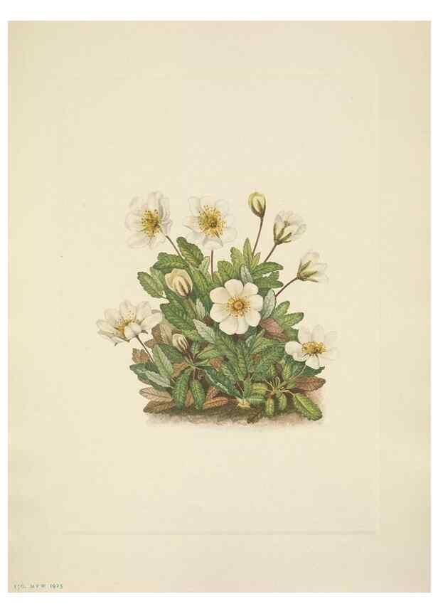 Reproducción/Reproduction 46194055524: North American wild flowers. Washington, D.C. :Smithsonian Institution,1925.. 