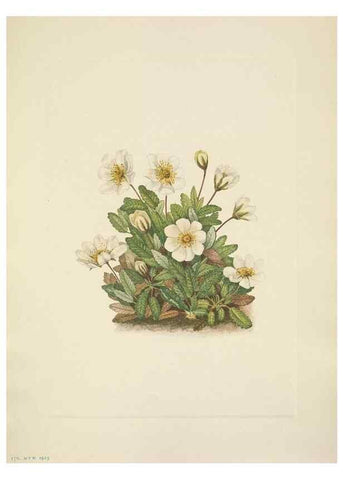 Reproducción/Reproduction 46194055524: North American wild flowers. Washington, D.C. :Smithsonian Institution,1925.. 