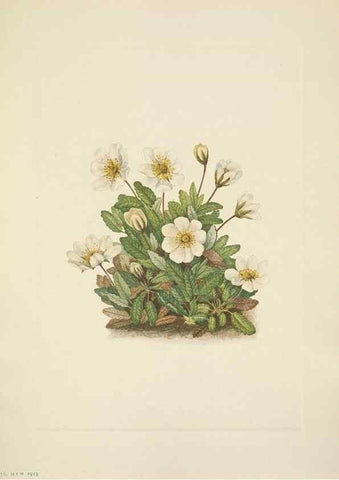 Reproducción/Reproduction 46194055524: North American wild flowers. Washington, D.C. :Smithsonian Institution,1925.. 