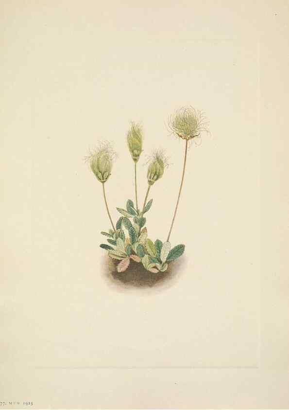 Reproducción/Reproduction 31977690757: North American wild flowers. Washington, D.C. :Smithsonian Institution,1925.. 