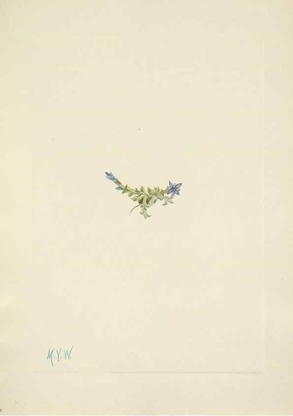 Reproducción/Reproduction 46004470905: North American wild flowers. Washington, D.C. :Smithsonian Institution,1925.. 