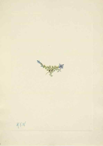 Reproducción/Reproduction 46004470905: North American wild flowers. Washington, D.C. :Smithsonian Institution,1925.. 