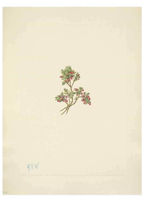 Reproducción/Reproduction 46004471725: North American wild flowers. Washington, D.C. :Smithsonian Institution,1925.. 