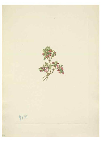 Reproducción/Reproduction 46004471725: North American wild flowers. Washington, D.C. :Smithsonian Institution,1925.. 