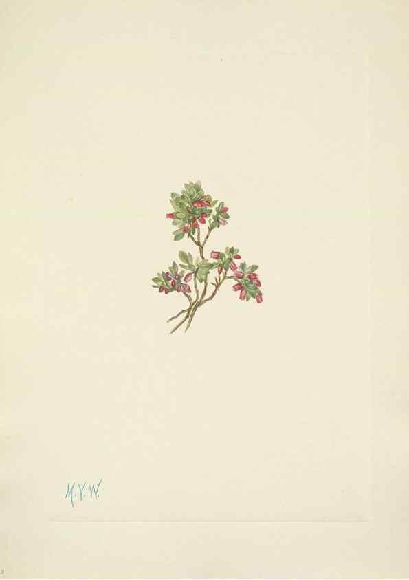 Reproducción/Reproduction 46004471725: North American wild flowers. Washington, D.C. :Smithsonian Institution,1925.. 