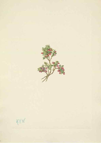 Reproducción/Reproduction 46004471725: North American wild flowers. Washington, D.C. :Smithsonian Institution,1925.. 