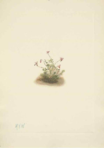 Reproducción/Reproduction 46004472395: North American wild flowers. Washington, D.C. :Smithsonian Institution,1925.. 