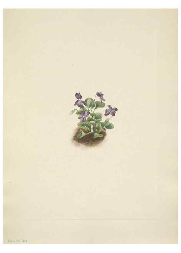 Reproducción/Reproduction 33043498588: North American wild flowers. Washington, D.C. :Smithsonian Institution,1925.. 