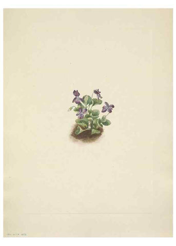 Reproducción/Reproduction 33043498588: North American wild flowers. Washington, D.C. :Smithsonian Institution,1925.. 