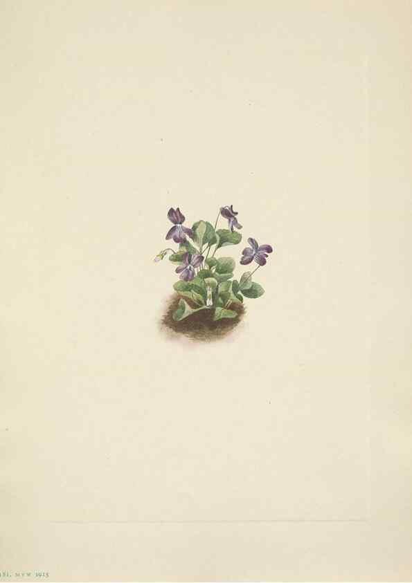 Reproducción/Reproduction 33043498588: North American wild flowers. Washington, D.C. :Smithsonian Institution,1925.. 