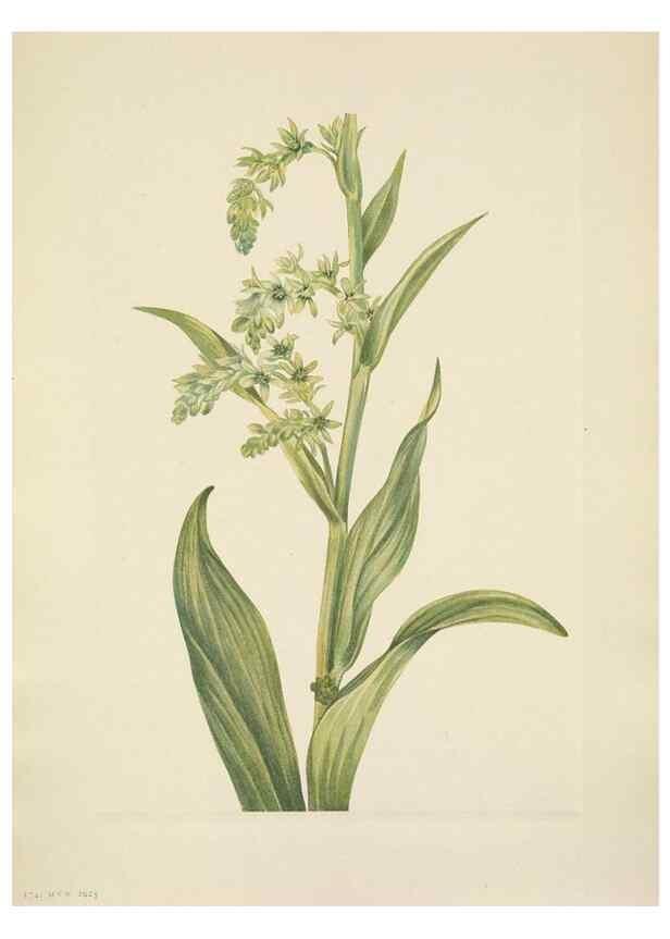 Reproducción/Reproduction 46918821331: North American wild flowers. Washington, D.C. :Smithsonian Institution,1925.. 
