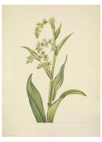 Reproducción/Reproduction 46918821331: North American wild flowers. Washington, D.C. :Smithsonian Institution,1925.. 
