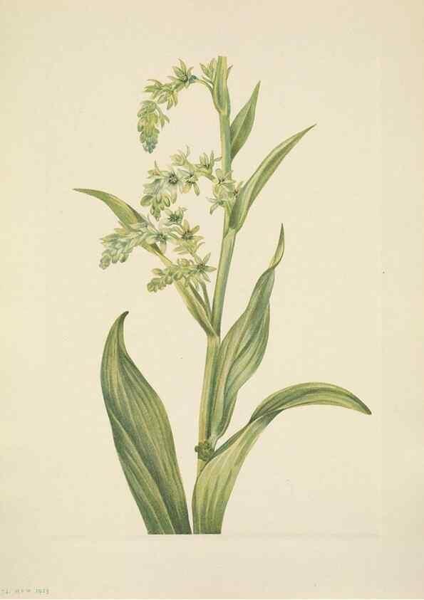 Reproducción/Reproduction 46918821331: North American wild flowers. Washington, D.C. :Smithsonian Institution,1925.. 