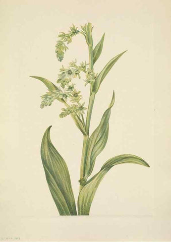 Reproducción/Reproduction 46918821331: North American wild flowers. Washington, D.C. :Smithsonian Institution,1925.. 