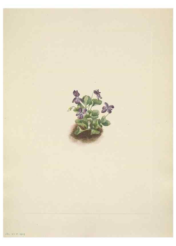 Reproducción/Reproduction 46918828281: North American wild flowers. Washington, D.C. :Smithsonian Institution,1925.. 