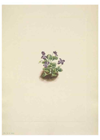 Reproducción/Reproduction 46918828281: North American wild flowers. Washington, D.C. :Smithsonian Institution,1925.. 