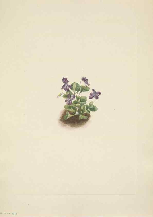Reproducción/Reproduction 46918828281: North American wild flowers. Washington, D.C. :Smithsonian Institution,1925.. 