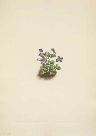 Reproducción/Reproduction 46918828281: North American wild flowers. Washington, D.C. :Smithsonian Institution,1925.. 
