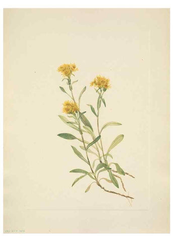 Reproducción/Reproduction 46004475375: North American wild flowers. Washington, D.C. :Smithsonian Institution,1925.. 