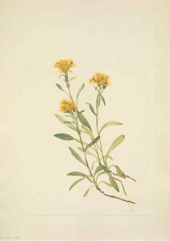 Reproducción/Reproduction 46004475375: North American wild flowers. Washington, D.C. :Smithsonian Institution,1925.. 
