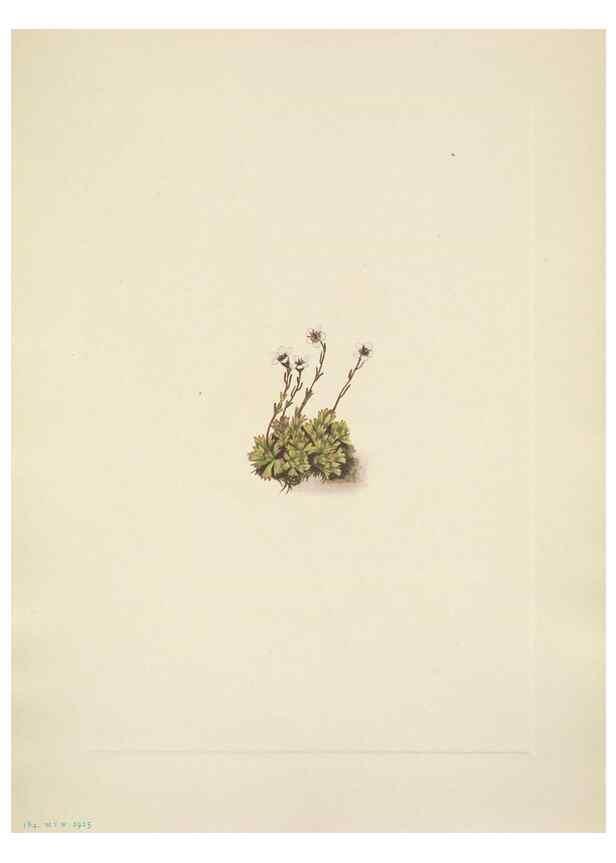 Reproducción/Reproduction 46918829991: North American wild flowers. Washington, D.C. :Smithsonian Institution,1925.. 