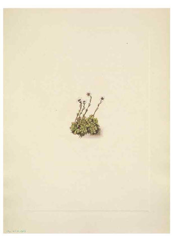 Reproducción/Reproduction 46918829991: North American wild flowers. Washington, D.C. :Smithsonian Institution,1925.. 