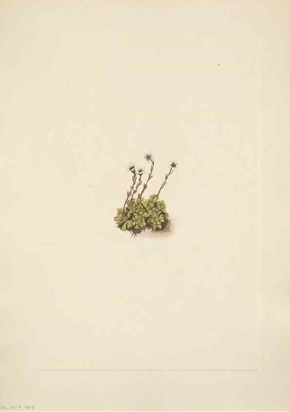 Reproducción/Reproduction 46918829991: North American wild flowers. Washington, D.C. :Smithsonian Institution,1925.. 