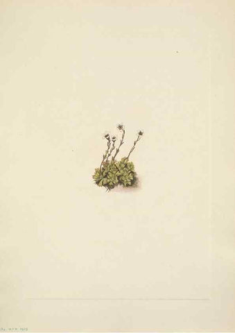 Reproducción/Reproduction 46918829991: North American wild flowers. Washington, D.C. :Smithsonian Institution,1925.. 