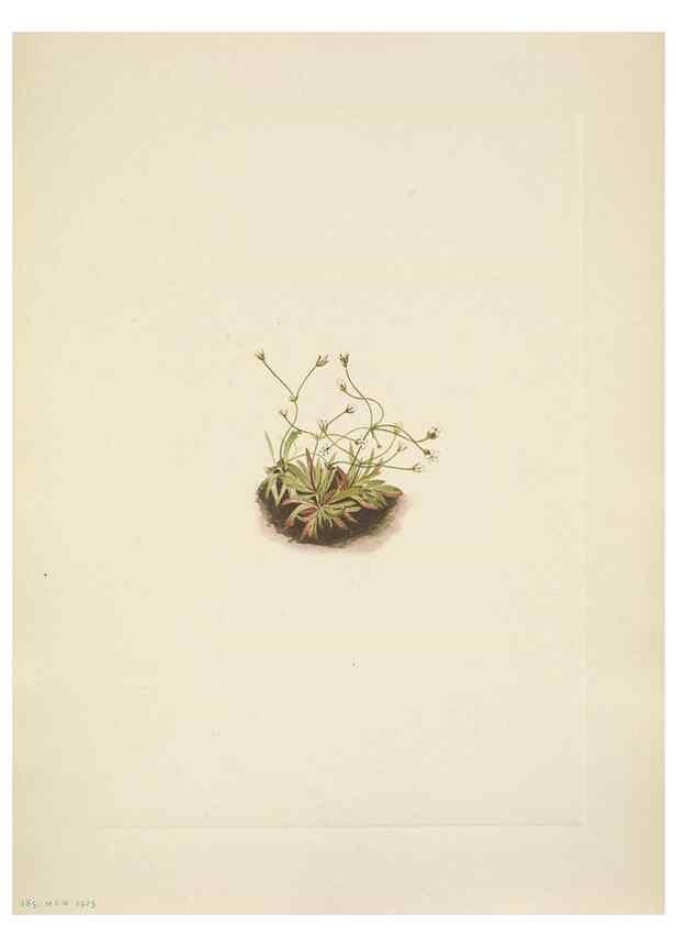 Reproducción/Reproduction 46918830471: North American wild flowers. Washington, D.C. :Smithsonian Institution,1925.. 