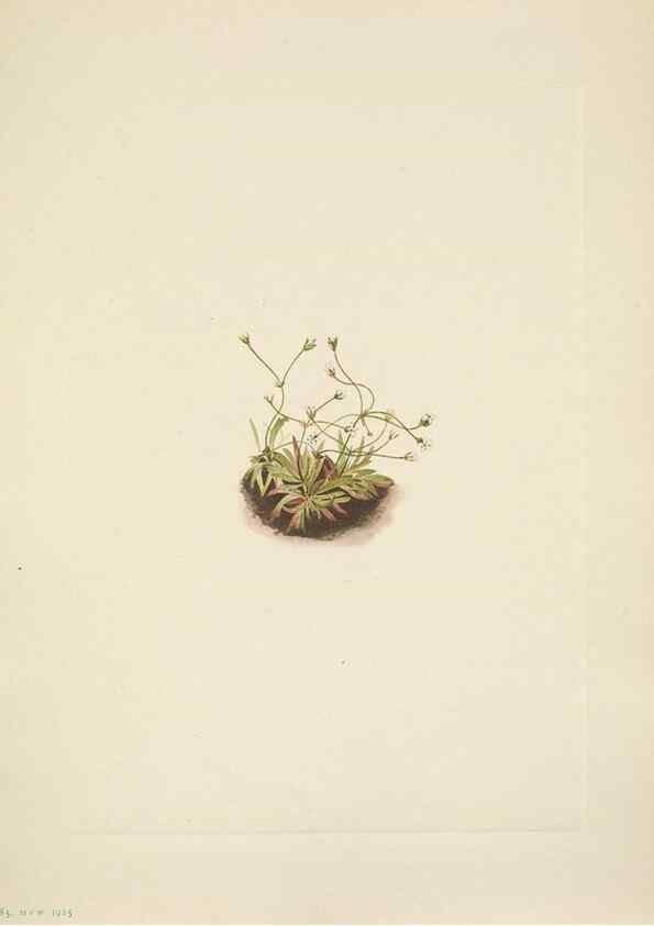 Reproducción/Reproduction 46918830471: North American wild flowers. Washington, D.C. :Smithsonian Institution,1925.. 