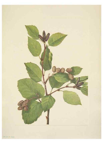 Reproducción/Reproduction 46918831061: North American wild flowers. Washington, D.C. :Smithsonian Institution,1925.. 