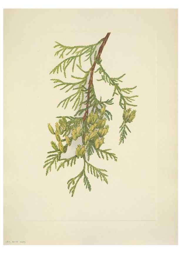 Reproducción/Reproduction 46918831711: North American wild flowers. Washington, D.C. :Smithsonian Institution,1925.. 
